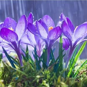 Meet your Posher, Patsy